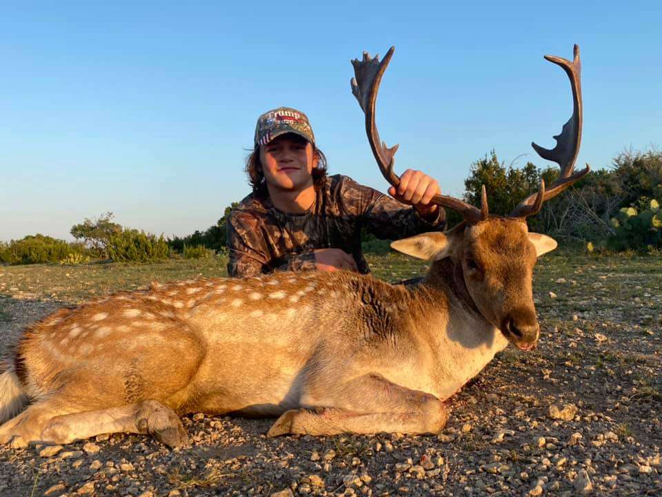Fallow Deer Fallow Deer